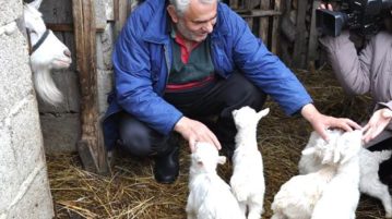 Koza Belka ojarila pet jarića